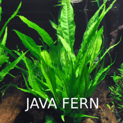 Java Fern 1 Buket