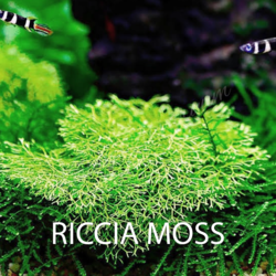 Riccia Moss 5x5