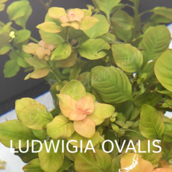 Ludwigia Ovalis 1 Buket