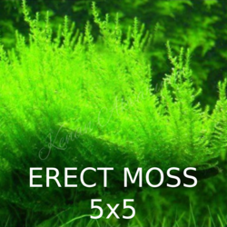 Erect Moss 5x5