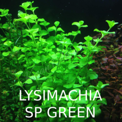 Lysimachia Sp Green 1 Buket