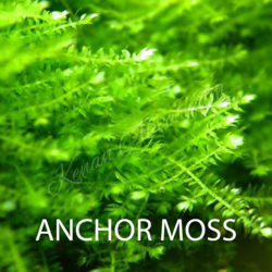 Anchor Moss 5x5