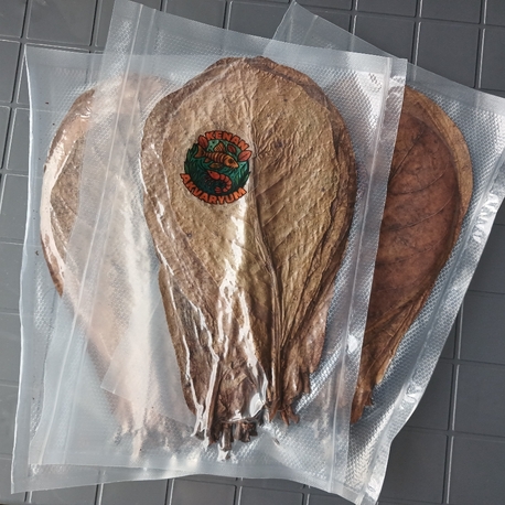 Catappa Yaprağı 10 Adet Küçük Boy 15-18cm