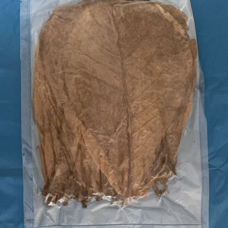 Catappa Yaprağı 10 Adet Büyük Boy 20-23cm