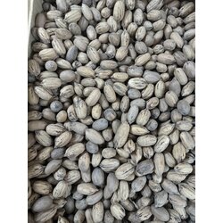 PIKAN CEVİZİ ORTA İÇİ FULL 
