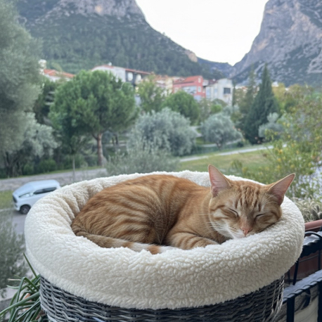 Kedi yatağı