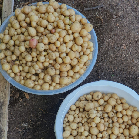 Bolluk Patatesi