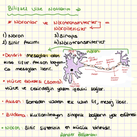 Bilişsel Psikoloji Vize Notlarım 