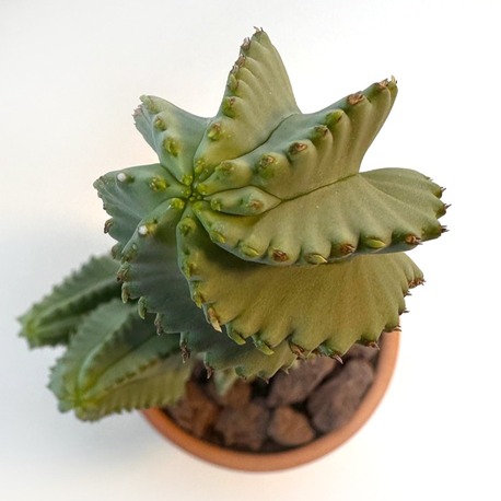 Euphorbia fruticosa inermis 19cm Kaktüs - El Yapımı Çömlek Saksıda Çap:9 |Yükseklik:10