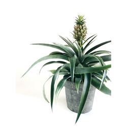 Mr.Ananas (Büyük Boy)