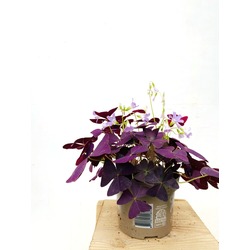 Oxalis - Süs Yoncası