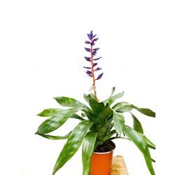 Aechmea / Kupa Çiçeği (70 cm)