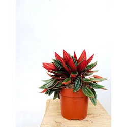 Peperomia Rosso / Zümrüt Dalgası Bitkisi (25 cm)