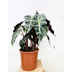 Alocasia Polly / Fil Kulağı (XL-50 cm)