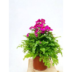 Schizanthus / Kelebek Çiçeği (50 cm)