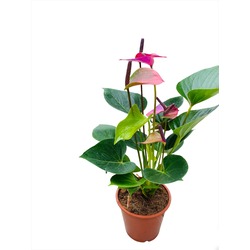 Anthurium Purple / Mor Antoryum / Flamingo Çiçeği (40 cm)