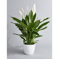Spathiphyllum (Yelken Çiçeği)