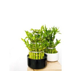 Saksılı Dracaena Lucky Bamboo / Şans Bambusu (Saksı Dahil-30 cm)
