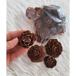Gül Kozalak (Cedar Rose)