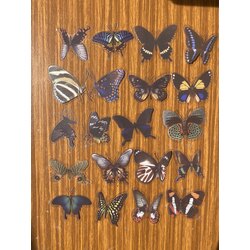 Siyah Kelebek Sticker Seti