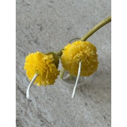 Dandelion Sun 