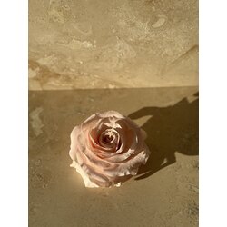 La Vie En Rosa 