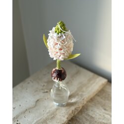 Light Pink Hyacinth