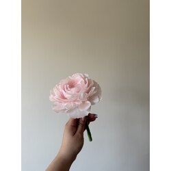Light Pink Peony