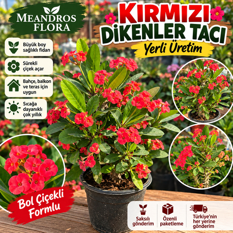 Kırmızı dikenler tacı 