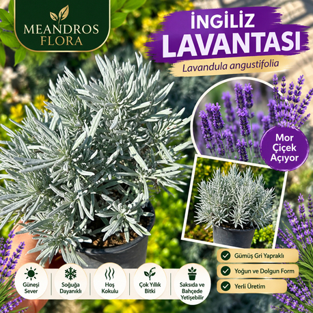 İNGİLİZ LAVANTASI (Lavandula angustifolia)