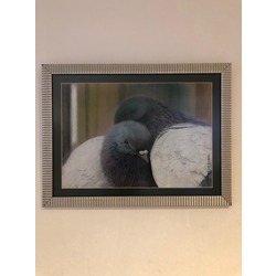 Toz Pastel Serisi- Aşık Güvercinler