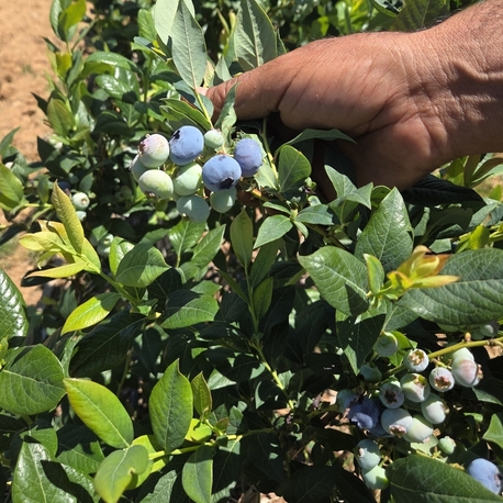 Yaban Mersini Blueberry (1 adet)