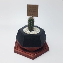HEXA DARK BRONZ SAKSI VE PACHYCEREUS KAKTUS - #og105
