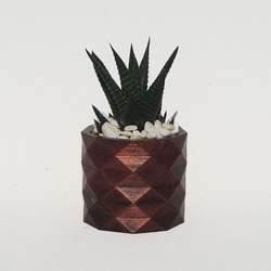 MENA BRONZ SAKSI VE HAWORTHIA SUKULENT - #css110