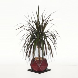 SPIKE BORDO SAKSI VE DRACAENA MARGINATA - #css111