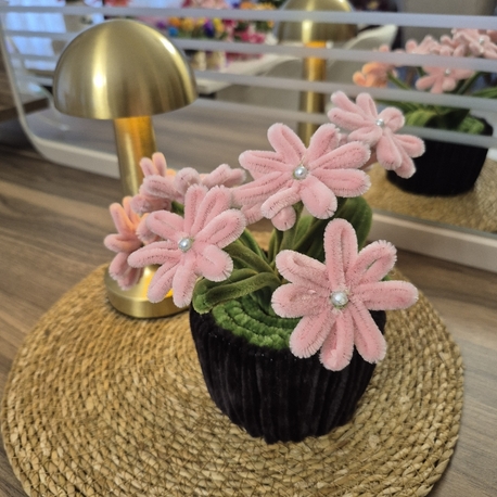 Pudra Saksı Çiçeği