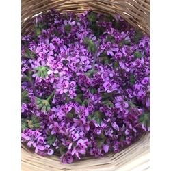 Itır Hidrosolü (Pelargonium graveolens) 500ml