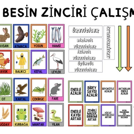 BESİN ZİNCİRİ ÇALIŞMASI
