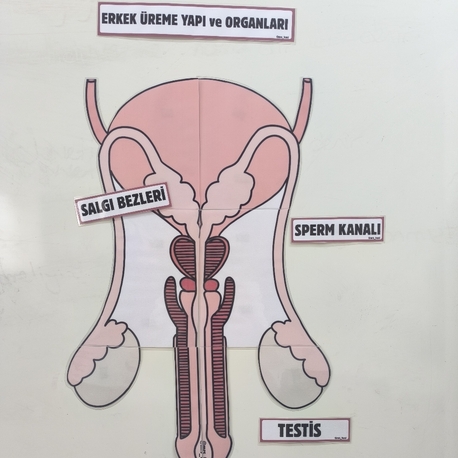 Erkek üreme yapı ve organları
