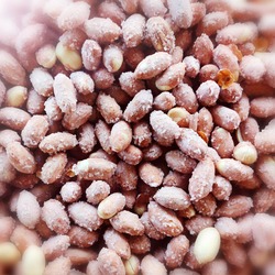 TUZLU KAVRULMUŞ YERFISTIĞI 1kg