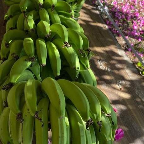 Alanya Yerli Yetişen Muz (1KG)