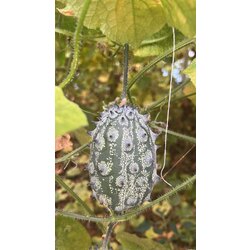 Kiwano (Boynuzlu Kavun)(Adet)