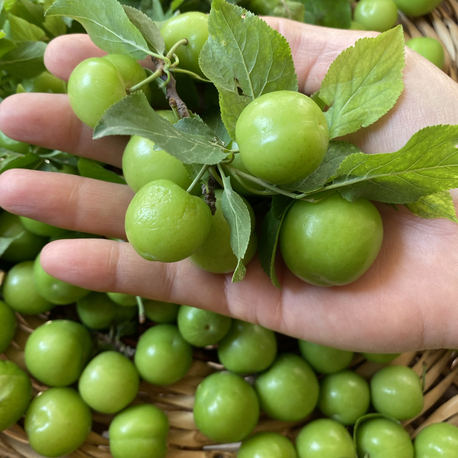Can Eriği (250GR)