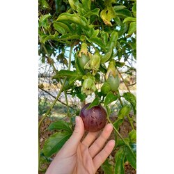 Passiflora (Çarkıfelek)