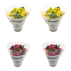 Kalanchoe 4lü Mixed