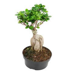 Ficus Ginseng 1000 Gr.