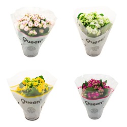 Kalanchoe 4lü Mixed