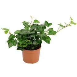 Hedera Helix P9
