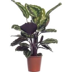 Calathea Ornata Sanderiana