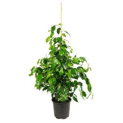 Ficus Benjamin 105Cm